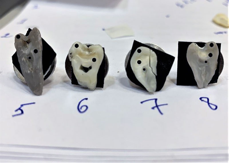 Fig. 2. Samples under study after sample preparation.