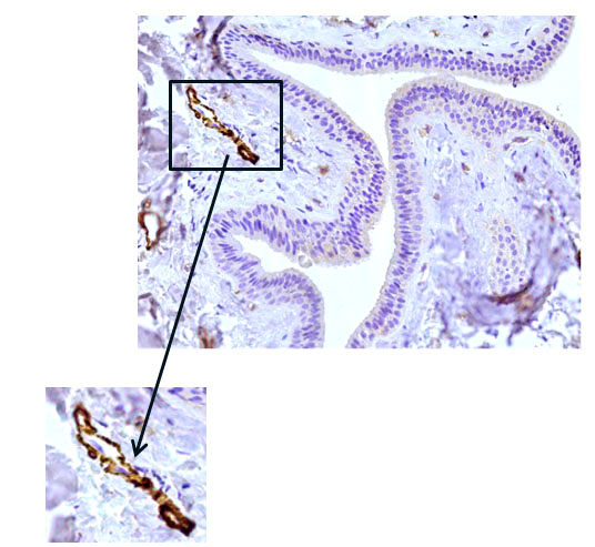 Fig. 6 The excretory duct of the salivary gland. Indirect immunoperoxidase method with antibodies to HHF35, x 200. Pronounced expression of HHF35 in the cells of the walls of various vessels.