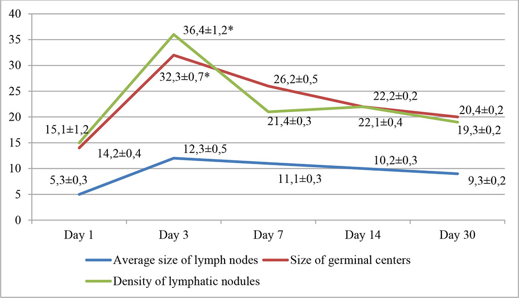 Fig. 1. Dynamics of morphofunctional changes in lymph nodes during intralymphatic administration of APG at different observation dates (%);