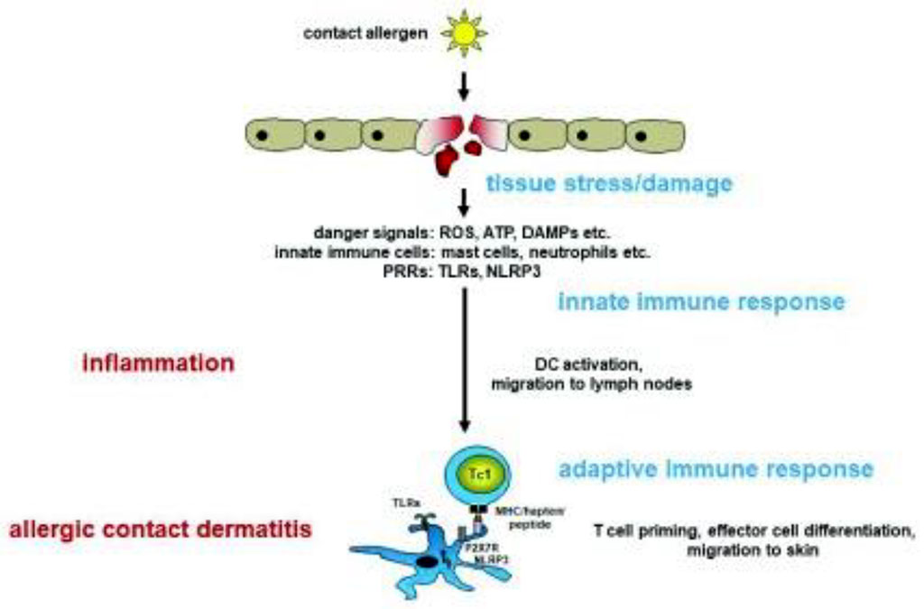 Figure 1. The sensitization phase of allergic contact dermatitis /Martin SF, 2018/.