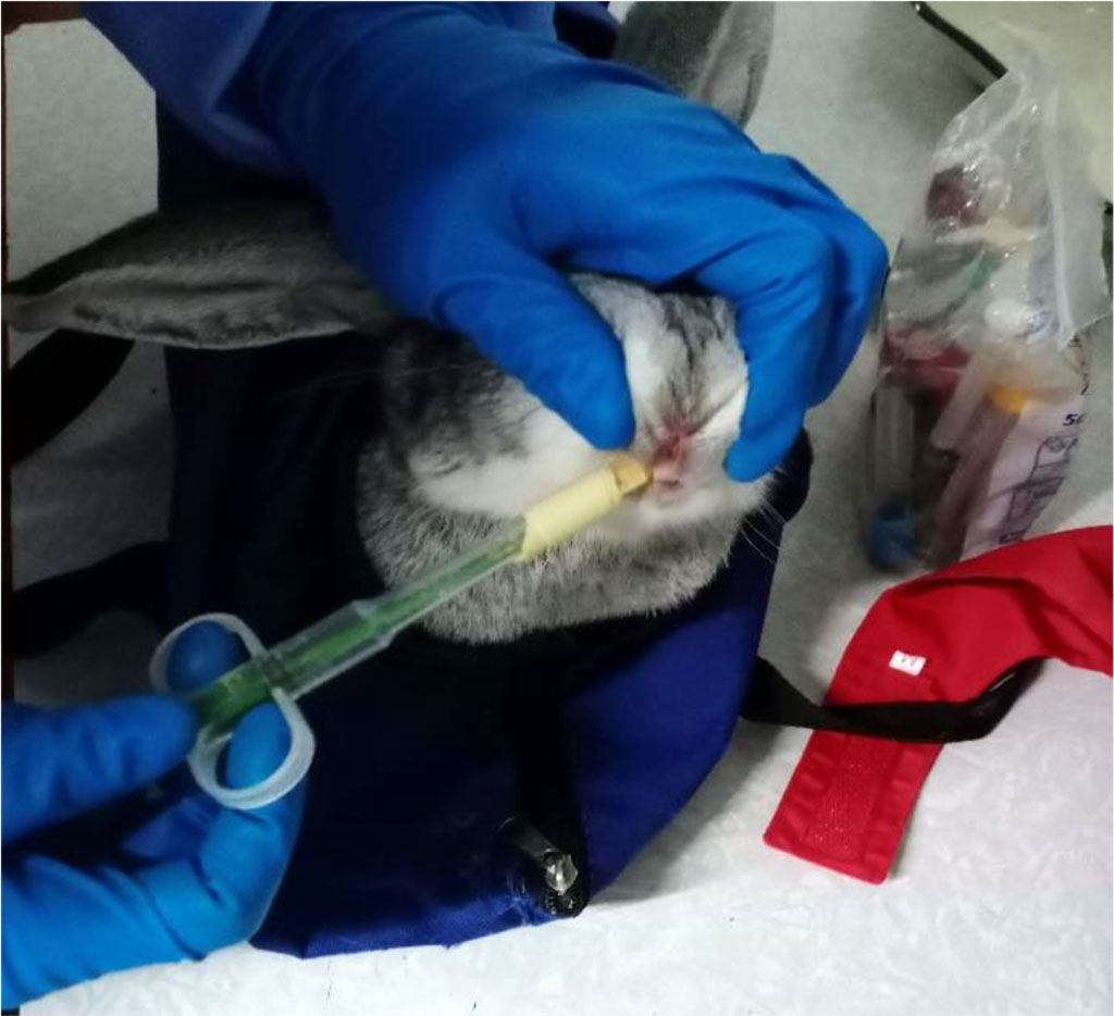 Figure 1. Primary hypothyroidism medicated modeling