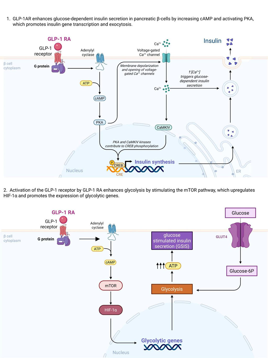 Figure 2. Mechanisms of action of GLP-1 receptor agonists relevant to PCOS pathophysiology. Created in https://BioRender.com based on literature [8].